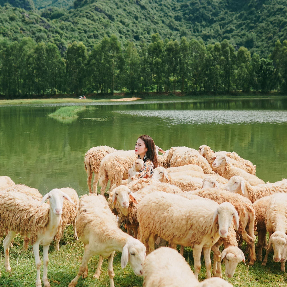 Mua Caves and Gia Vien Sheep field among best places to spend New Year Eve