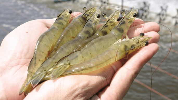 3647-vietnamese-researcher-uses-crabs-and-shrimps-shells-to-remove-antibiotics-in-water