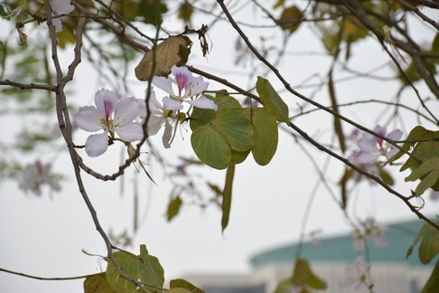 [Photo Series]: Vietnam in Bloom