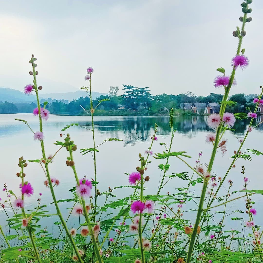 [Photo Series]: Vietnam in Bloom