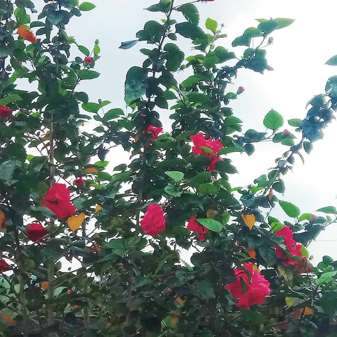 [Photo Series]: Vietnam in Bloom