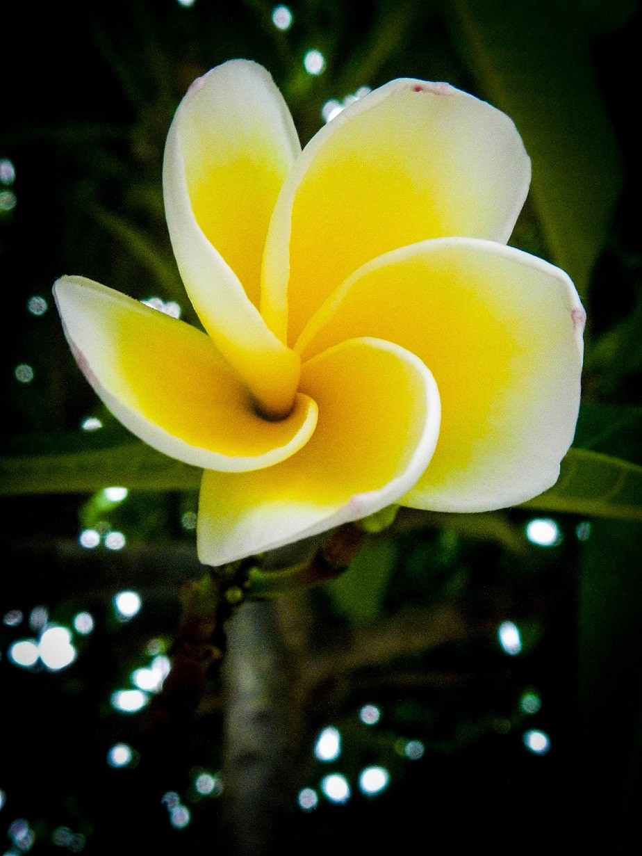 [Photo Series]: Vietnam in Bloom