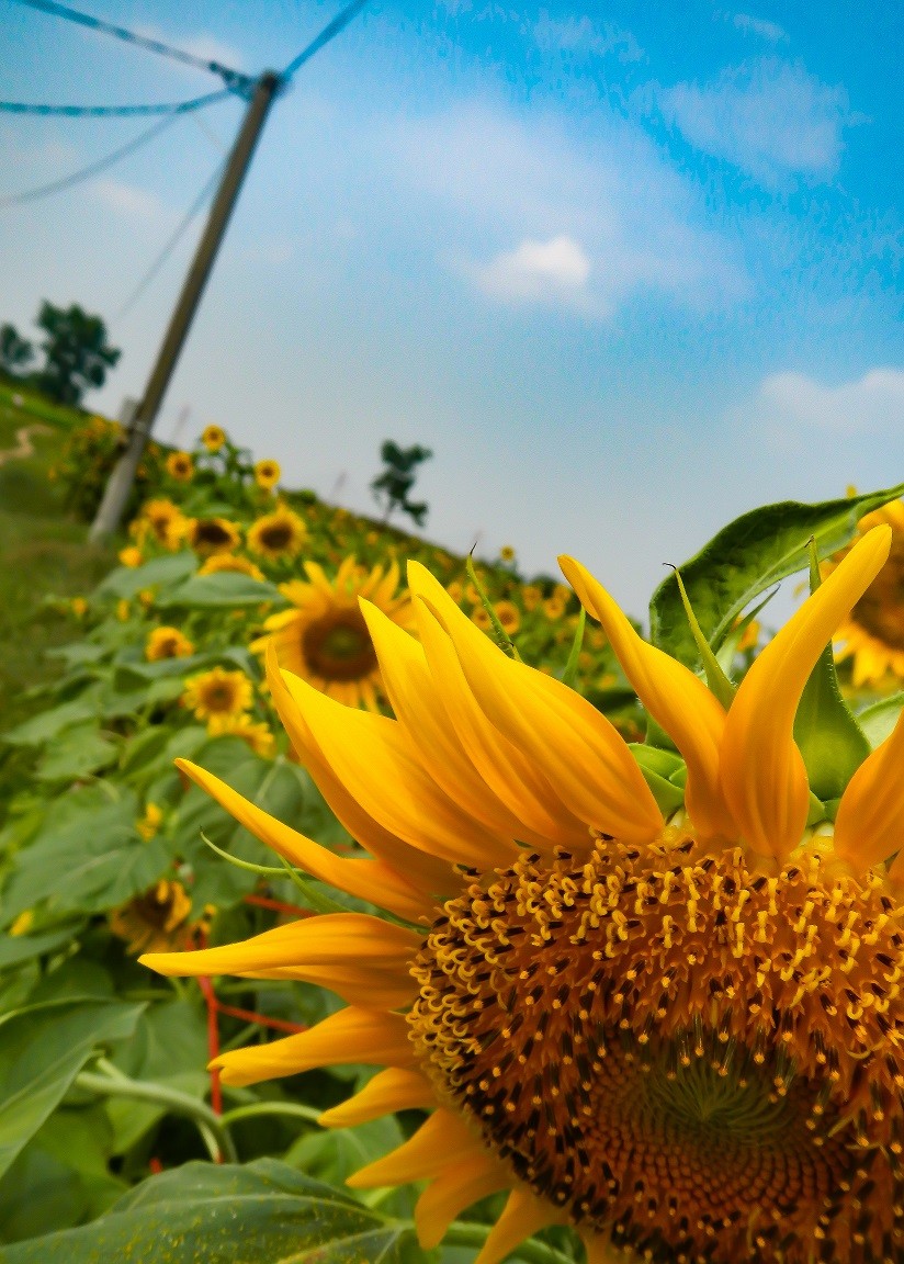 [Photo Series]: Vietnam in Bloom