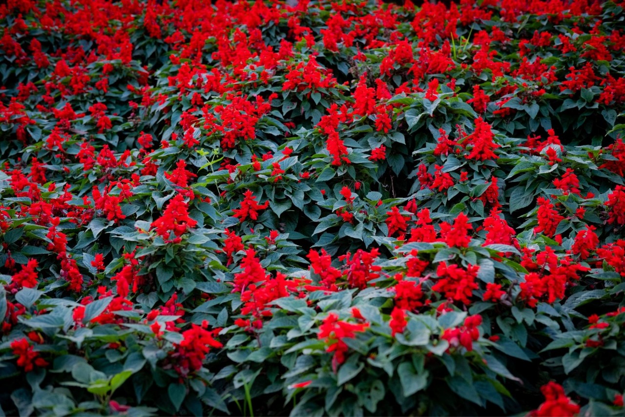 [Photo Series]: Vietnam in Bloom