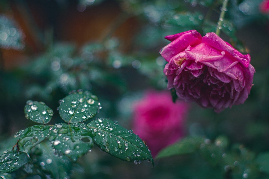 [Photo Series]: Vietnam in Bloom