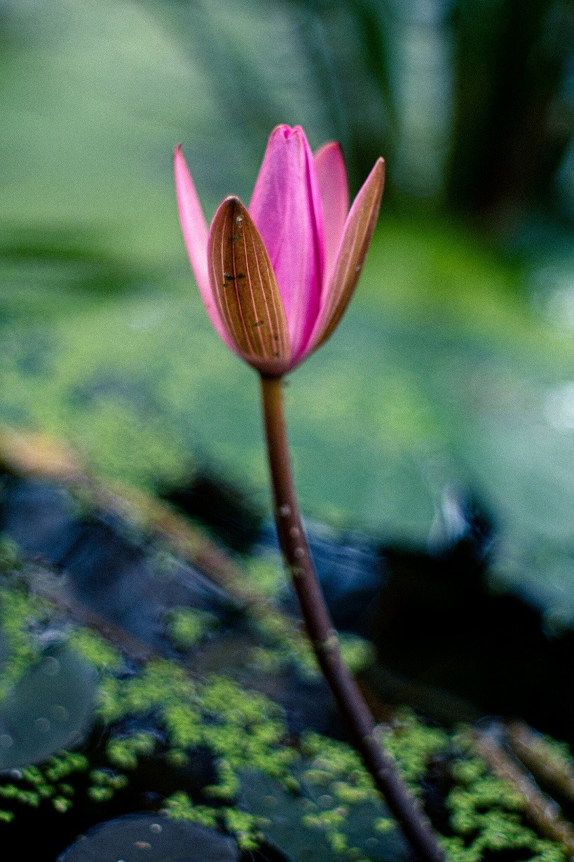 [Photo Series]: Vietnam in Bloom