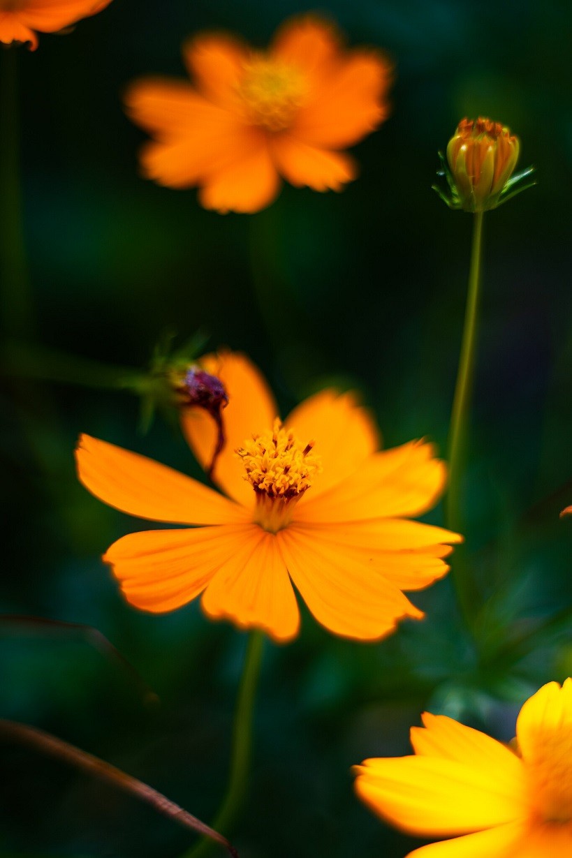 [Photo Series]: Vietnam in Bloom