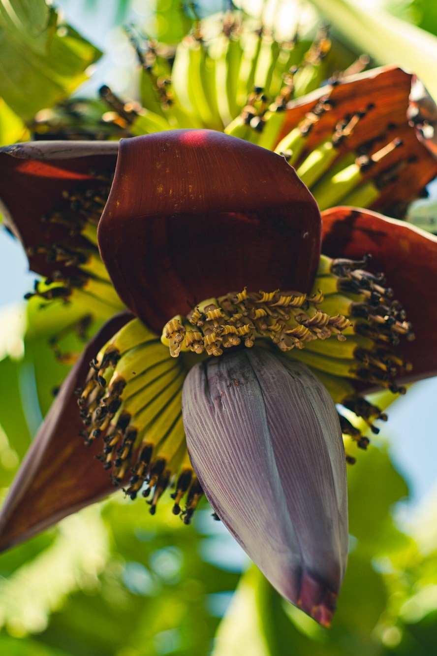 [Photo Series]: Vietnam in Bloom