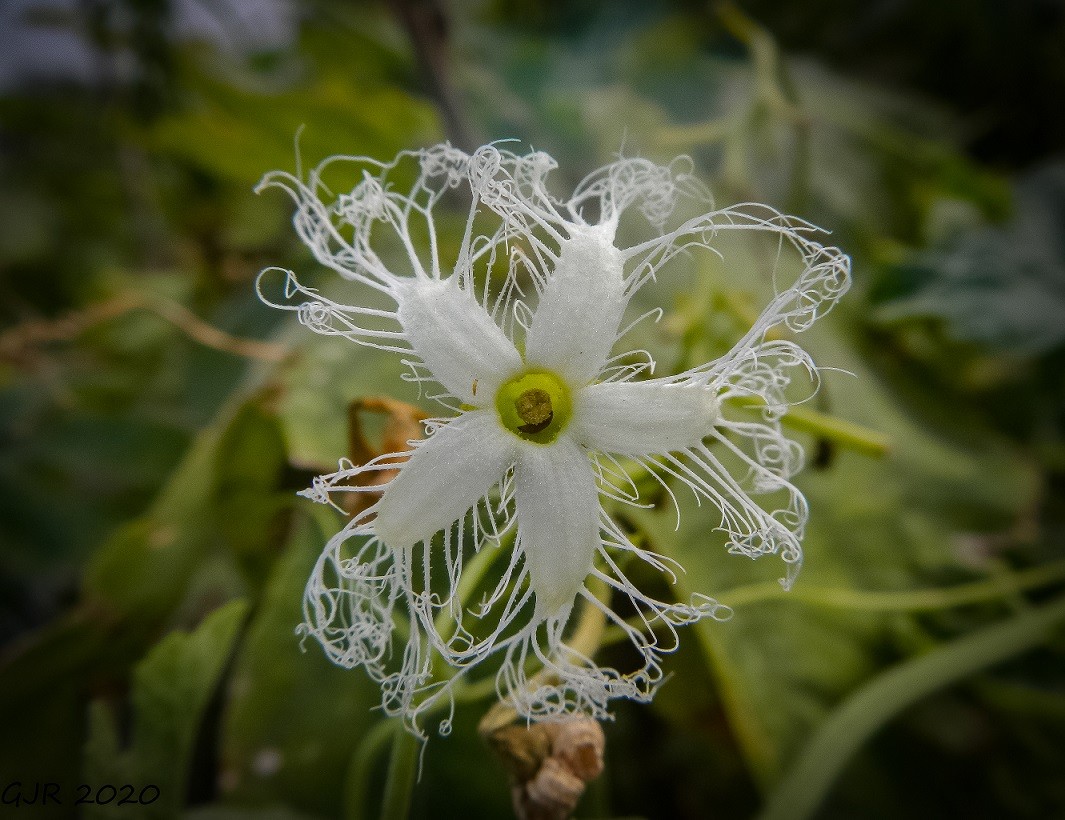 [Photo Series]: Vietnam in Bloom