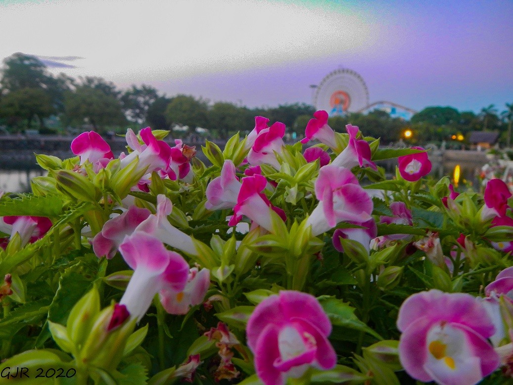 [Photo Series]: Vietnam in Bloom