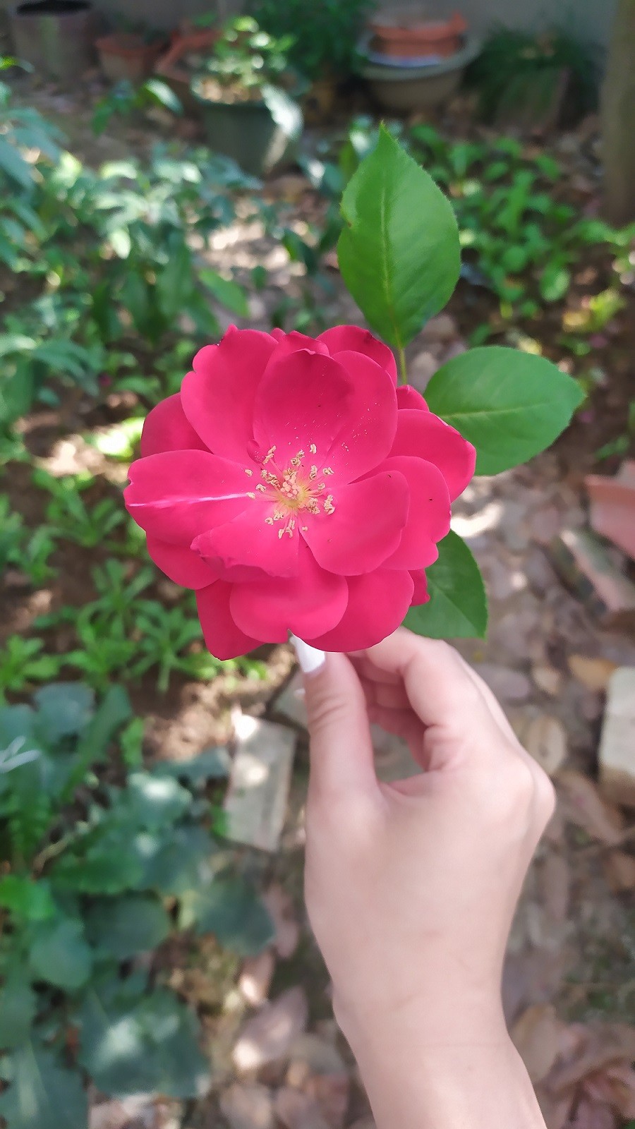 [Photo Series]: Vietnam in Bloom