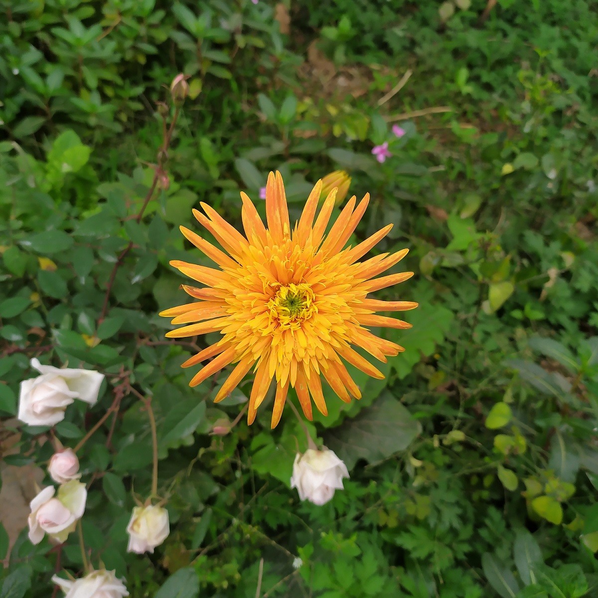 [Photo Series]: Vietnam in Bloom