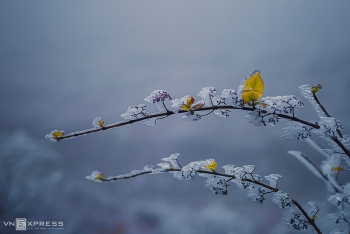 frost gives vietnams northern provinces a new look