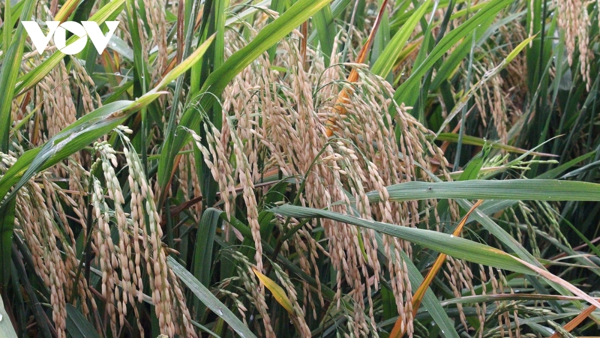 4223 rice