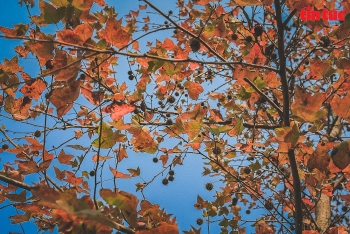 splendid red maple leaves warm up hanois cold days