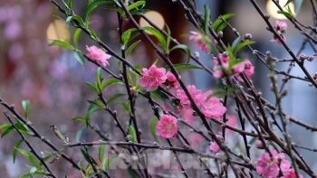 bustling joys in hanois oldest tet flower market