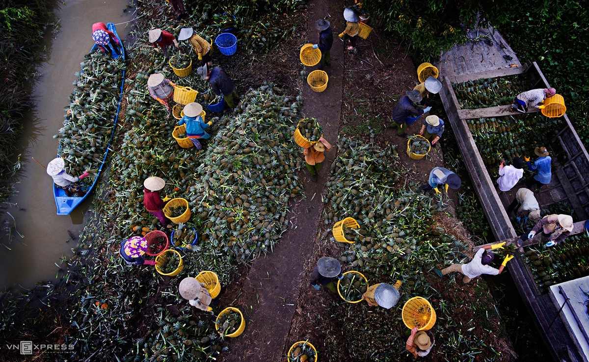 Tet flavor in the Mekong Delta