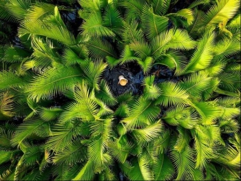 Agora names four Vietnamese photos top 50 stunning nature shots