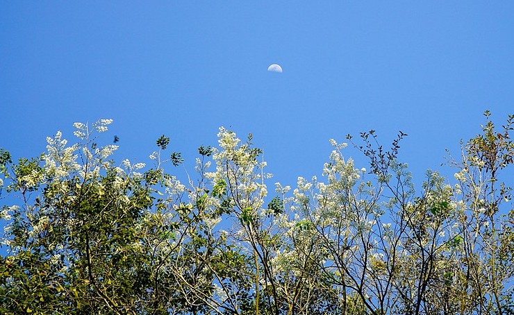hanoi corners dazzle as white sua flowers in bloom