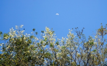 Hanoi corners dazzle as white sua flowers in bloom