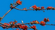 rhododendron simsii in bloom add charms to fansipan