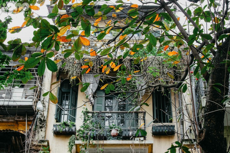 gorgeous hanoi in deciduous season