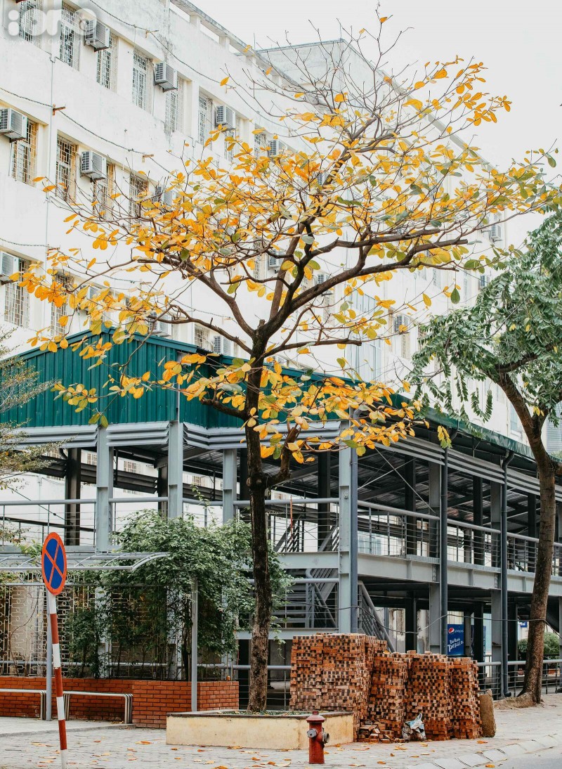 gorgeous hanoi in deciduous season