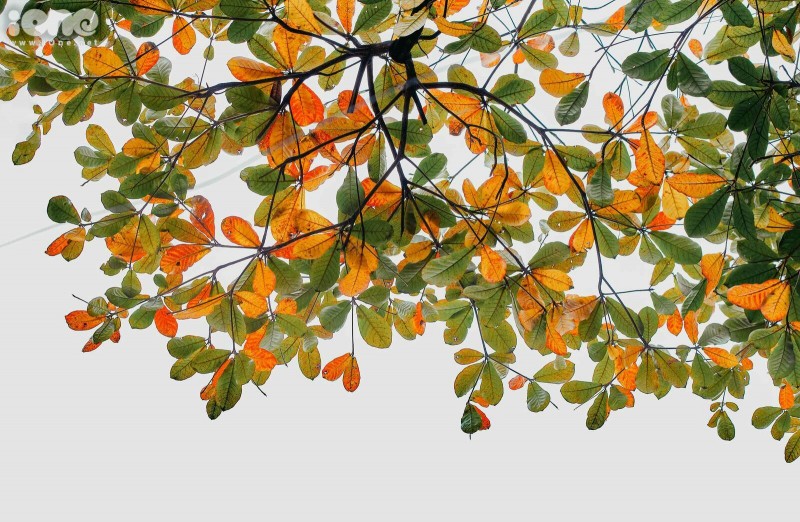 gorgeous hanoi in deciduous season