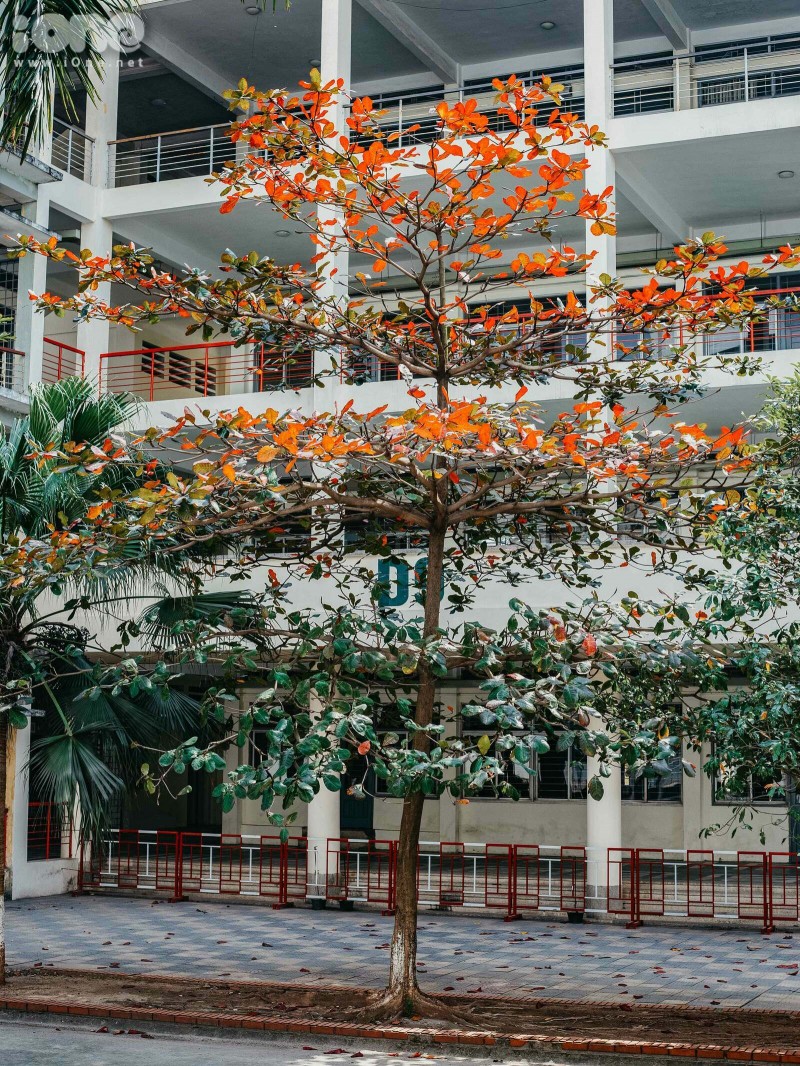 gorgeous hanoi in deciduous season