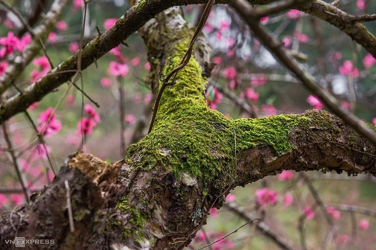 peach flowers turns northern vietnam mountain a pink carpet