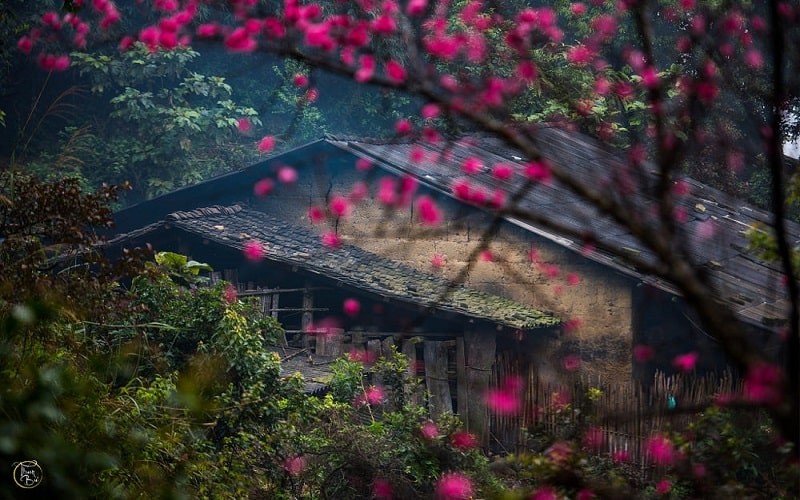 peach flowers turns northern vietnam mountain a pink carpet