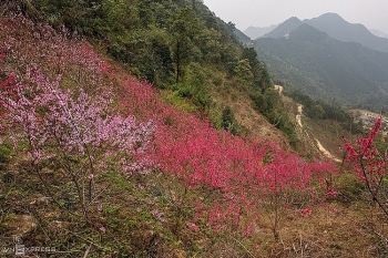 Peach flowers turns Northern Vietnam mountain a pink carpet