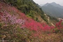 peach flowers turns northern vietnam mountain a pink carpet