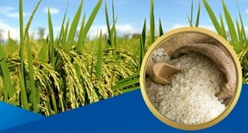 Vietnam suspends rice exports for food security