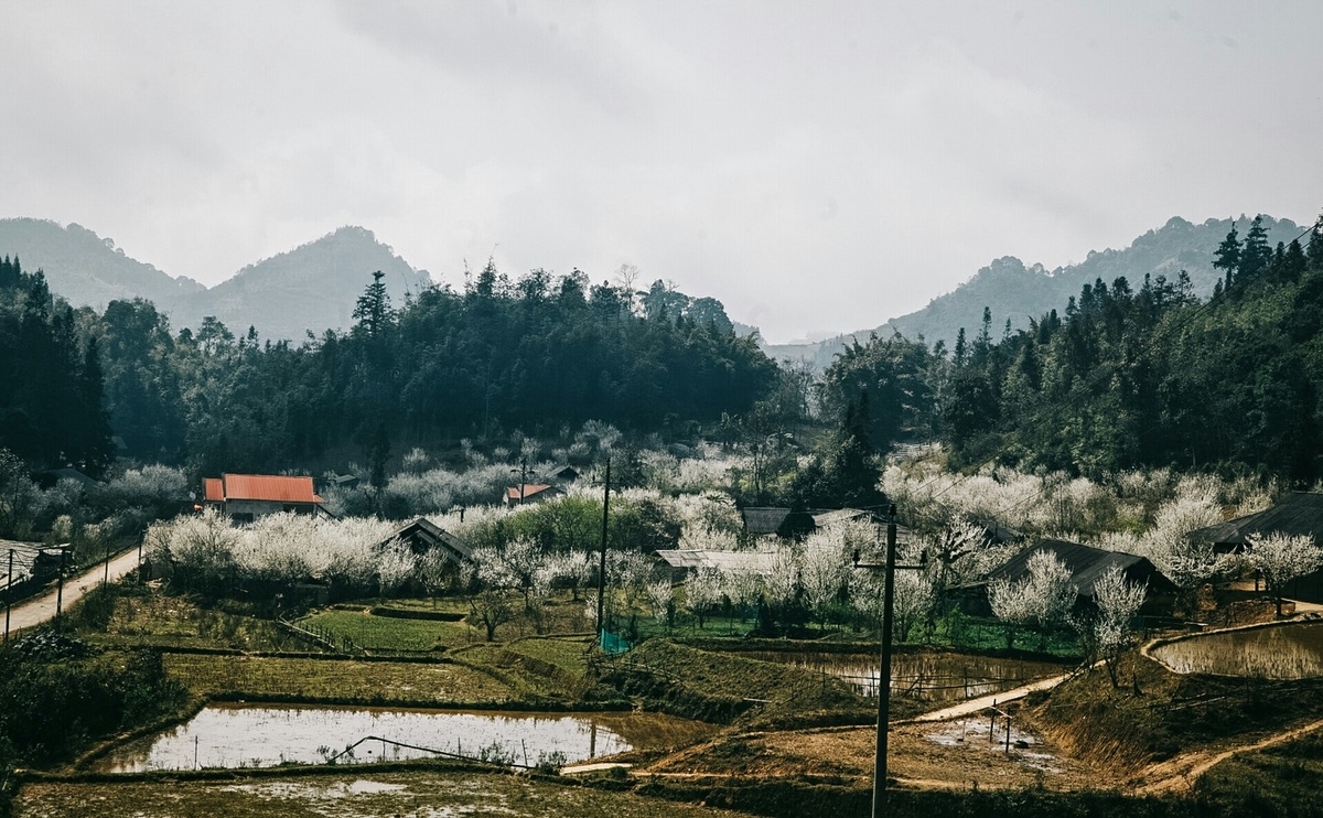 Lao Cai turns gorgeous in white plum blossoms Lao Cai turns gorgeous in white plum blossoms