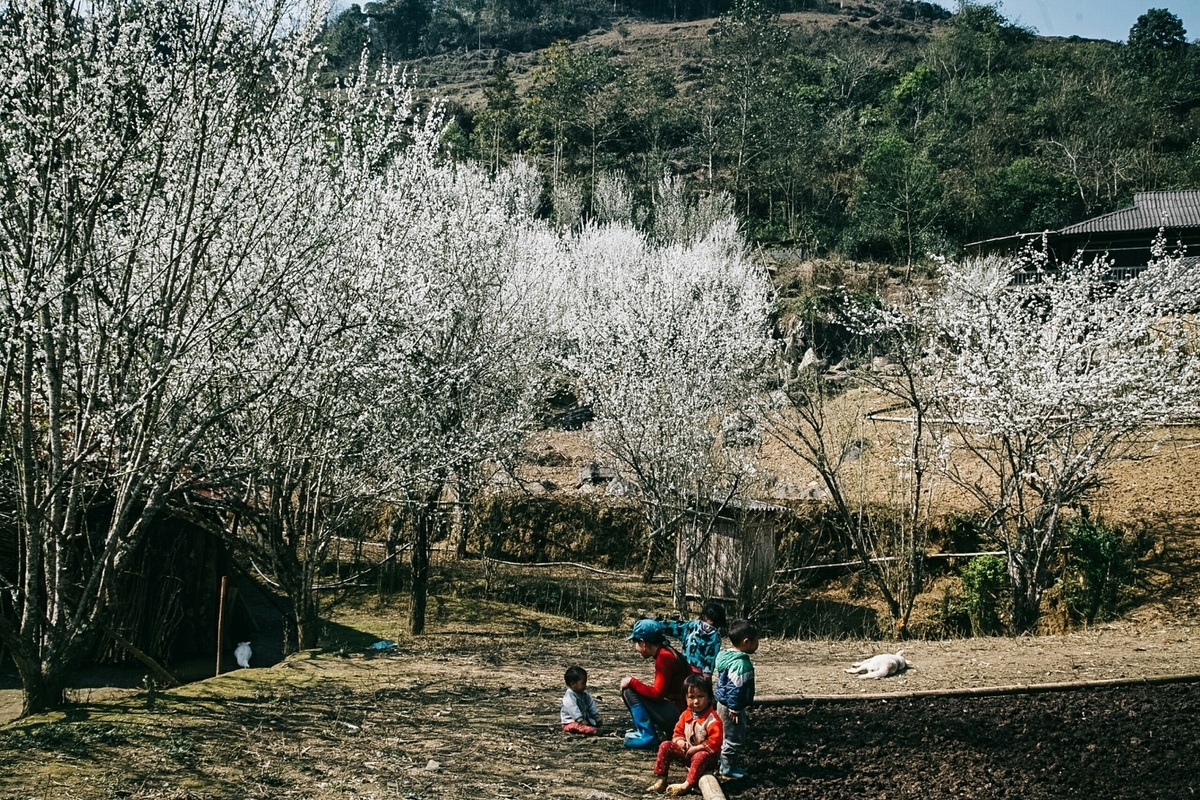 Lao Cai turns gorgeous in white plum blossoms Lao Cai turns gorgeous in white plum blossoms