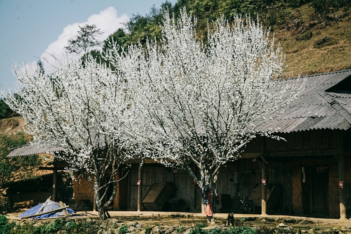 Lao Cai turns gorgeous in white plum blossoms Lao Cai turns gorgeous in white plum blossoms
