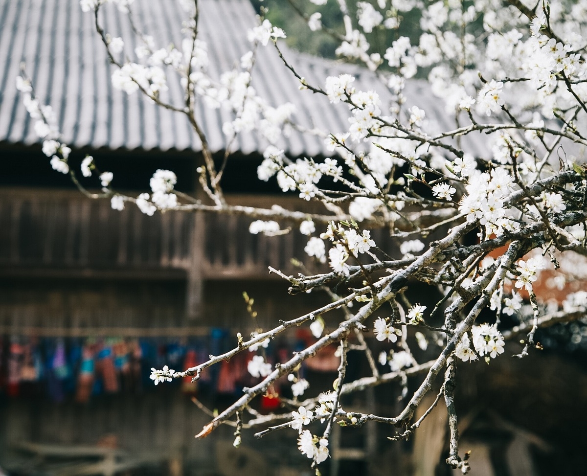 Lao Cai turns gorgeous in white plum blossoms Lao Cai turns gorgeous in white plum blossoms