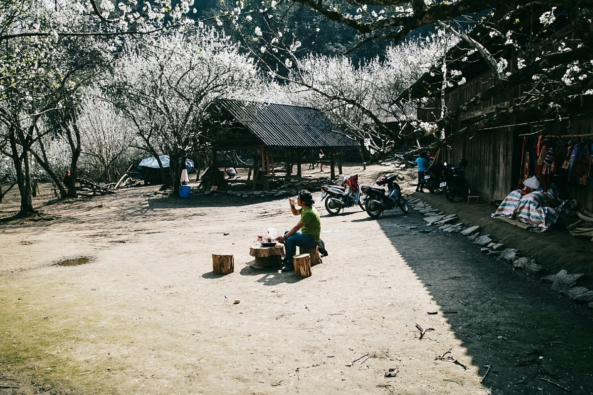 Lao Cai turns gorgeous in white plum blossoms Lao Cai turns gorgeous in white plum blossoms