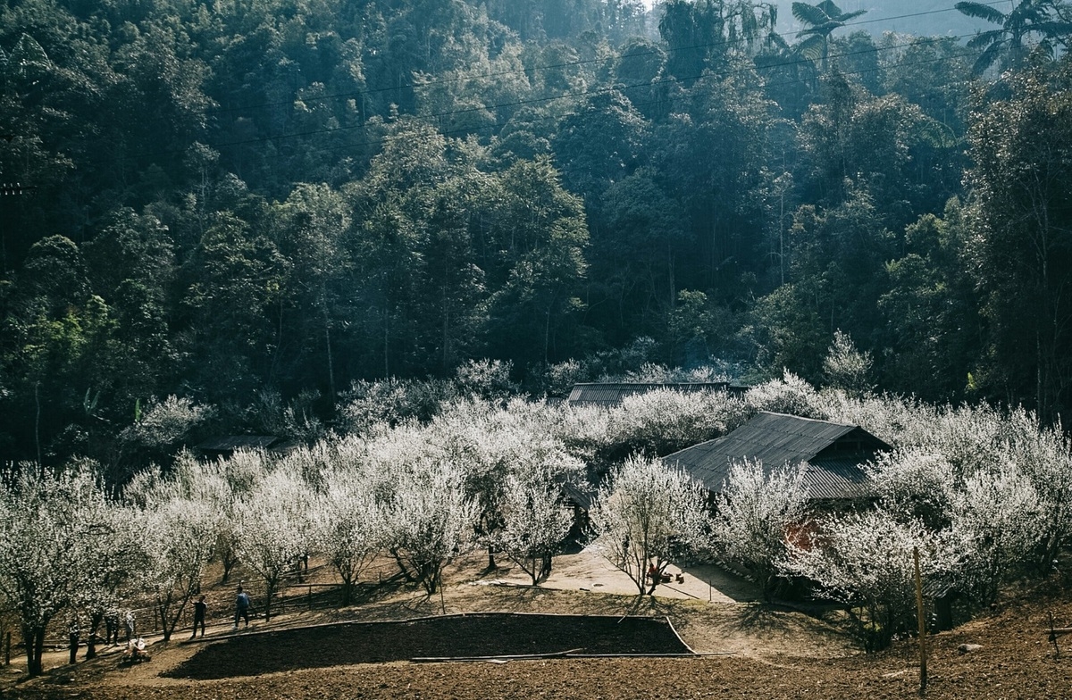 Lao Cai turns gorgeous in white plum blossoms Lao Cai turns gorgeous in white plum blossoms