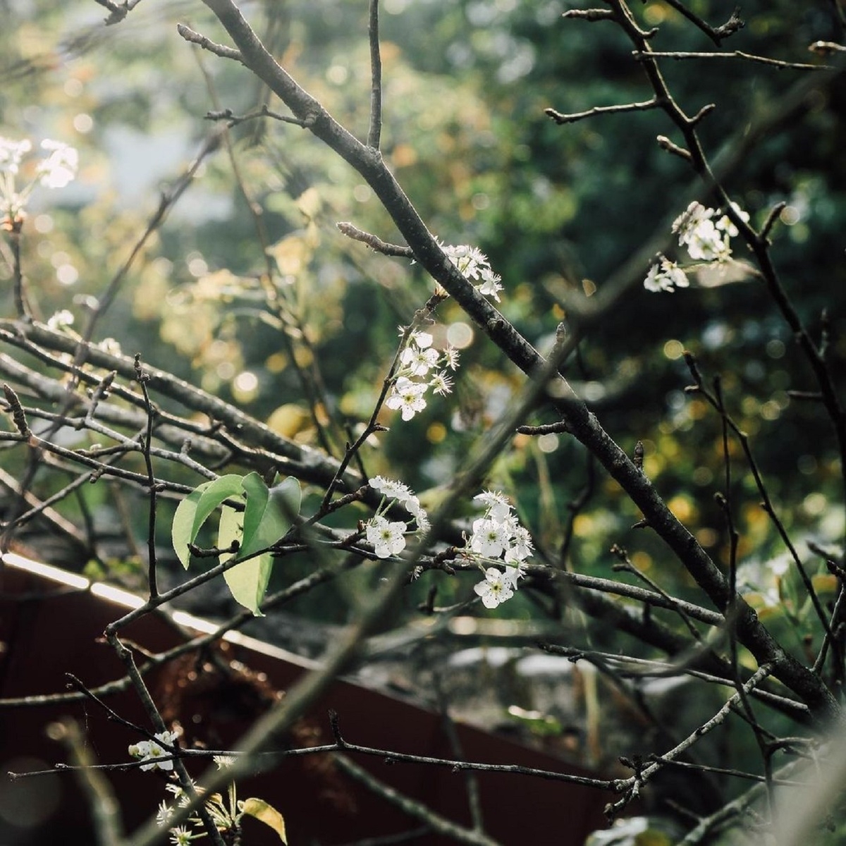 Impressive flower photo collection across Vietnam from a fresh photographer