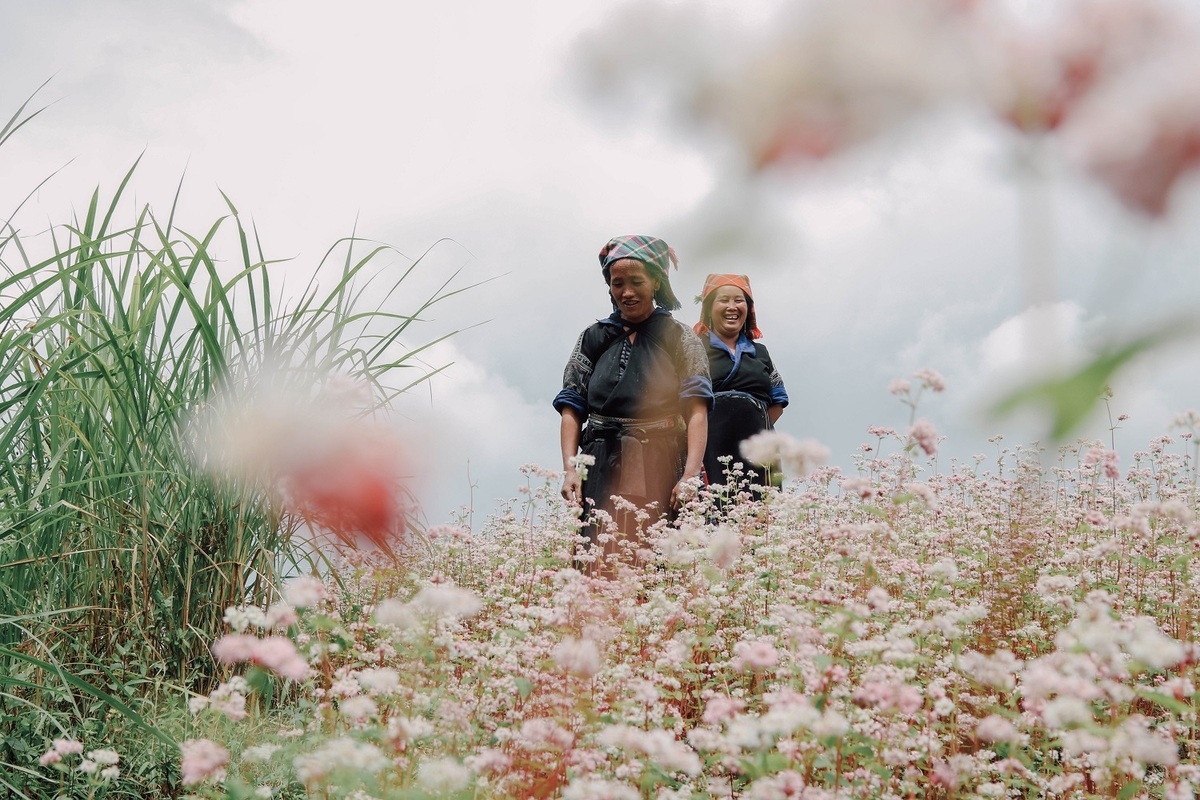 Impressive flower photo collection across Vietnam from a fresh photographer