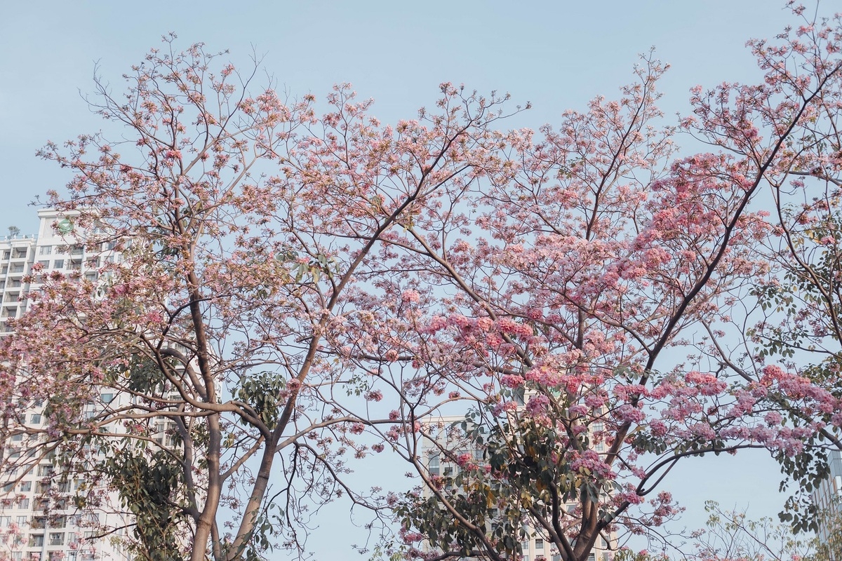 Impressive flower photo collection across Vietnam from a fresh photographer