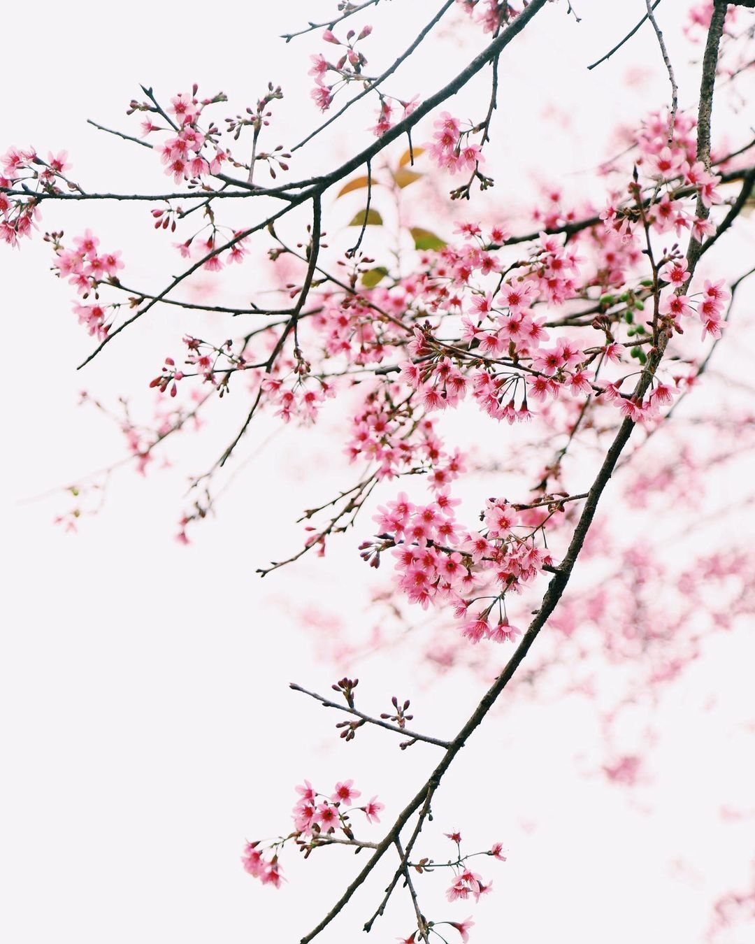 Impressive flower photo collection across Vietnam from a fresh photographer