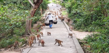 honorable experimental monkeys in reu island