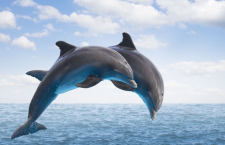 Dolphins’ appearance off central coast of Vietnam sparks excitement