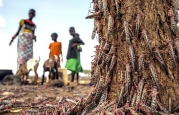 East Africa braces for worst locust swarms in 7 decades