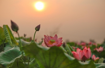 hues lotus tea the fine art in the making