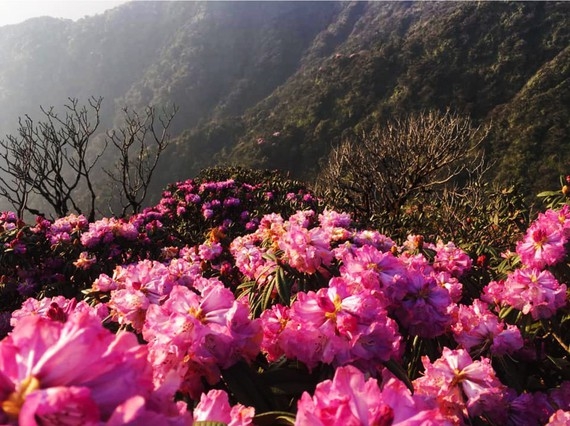 Rhododendron simsii in bloom add charms to Fansipan rhododendron simsii in bloom add charms to fansipan