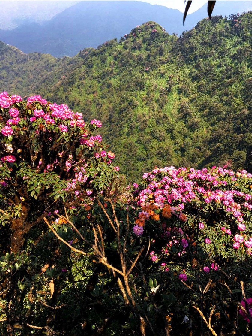 Rhododendron simsii in bloom add charms to Fansipan rhododendron simsii in bloom add charms to fansipan